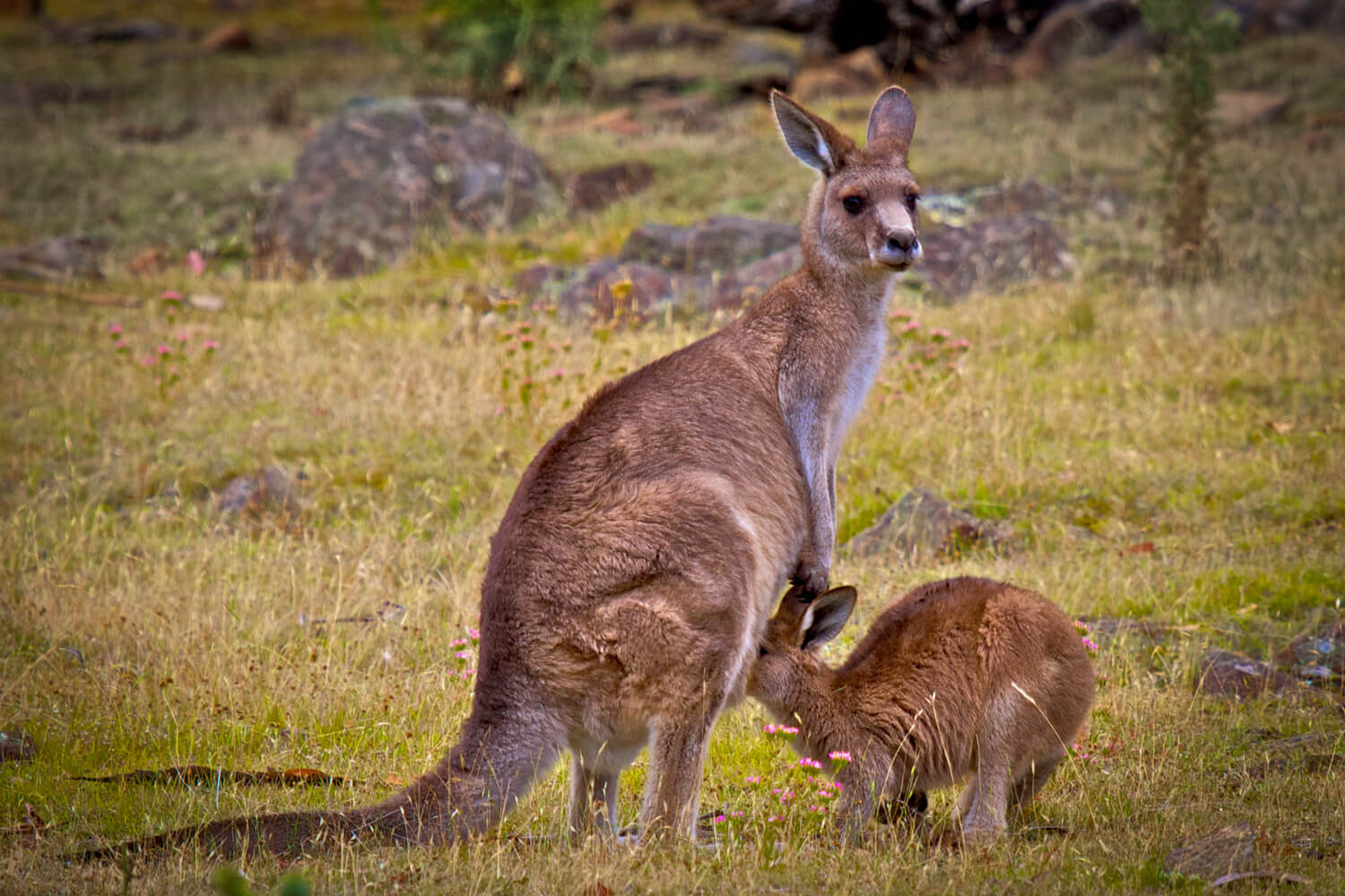 Day Trip to Maria Island near Coles Bay, Tasmania